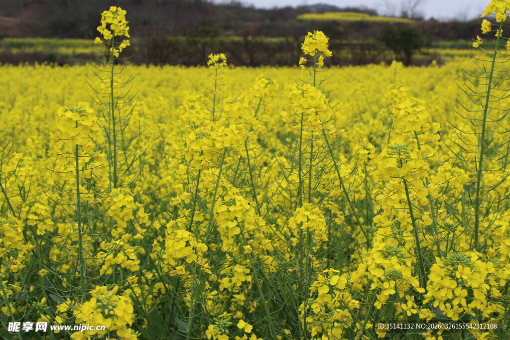 油菜花