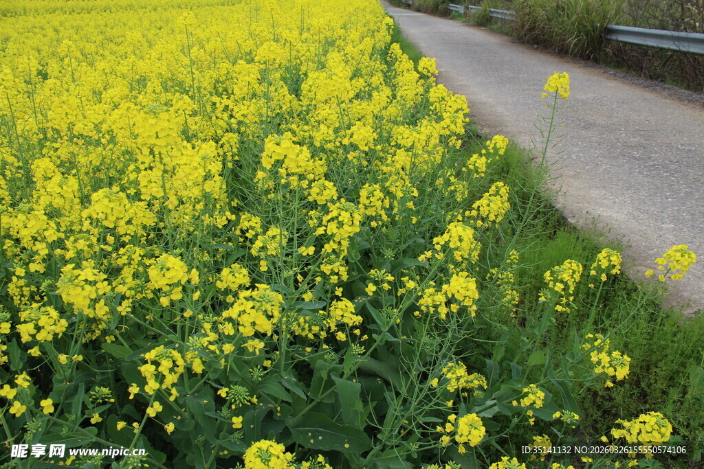 油菜花
