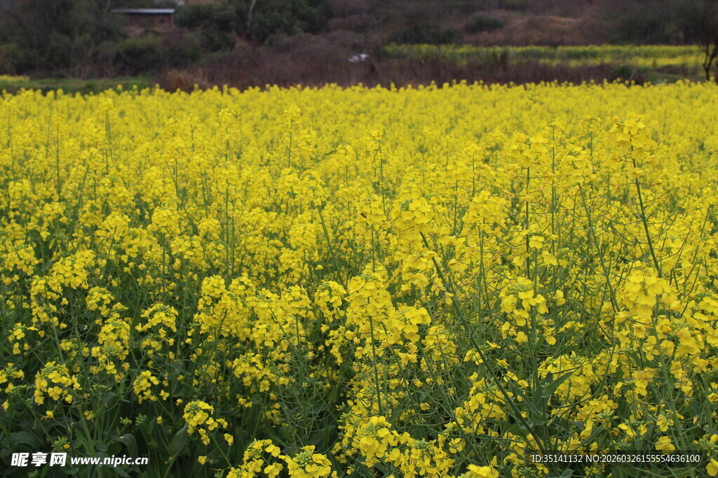 油菜花