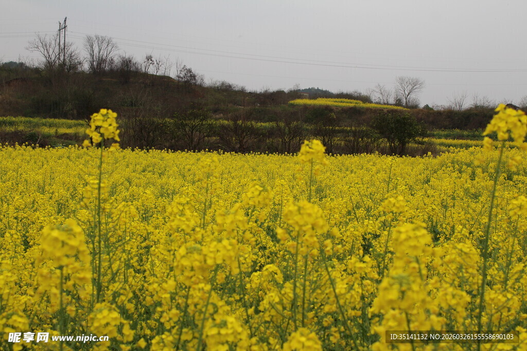 油菜花