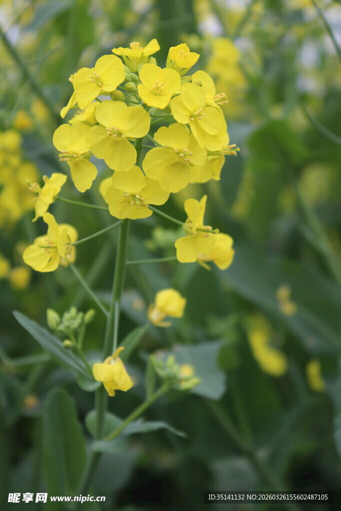 油菜花