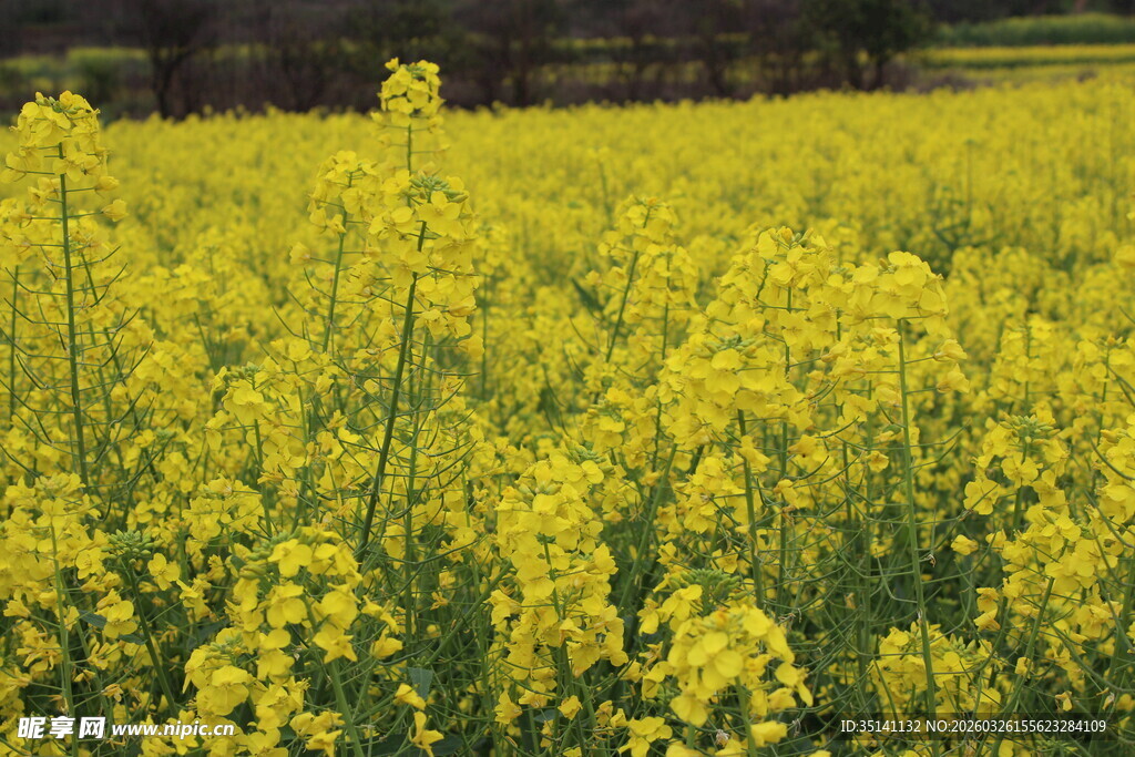 油菜花