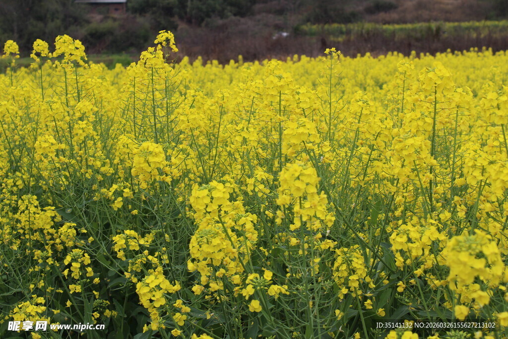 油菜花
