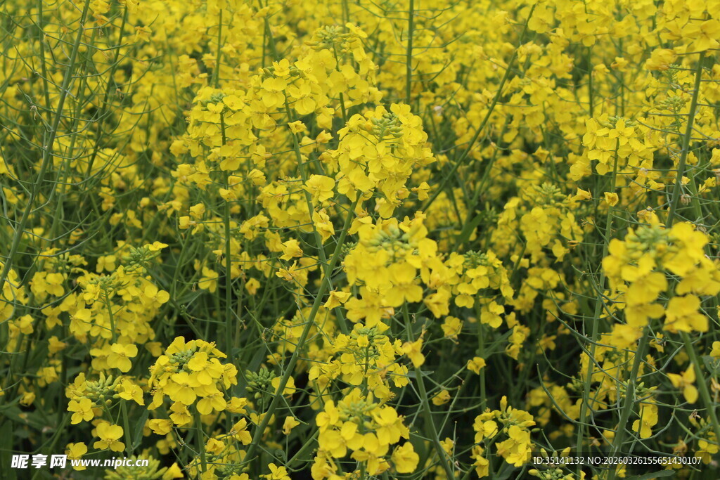 油菜花