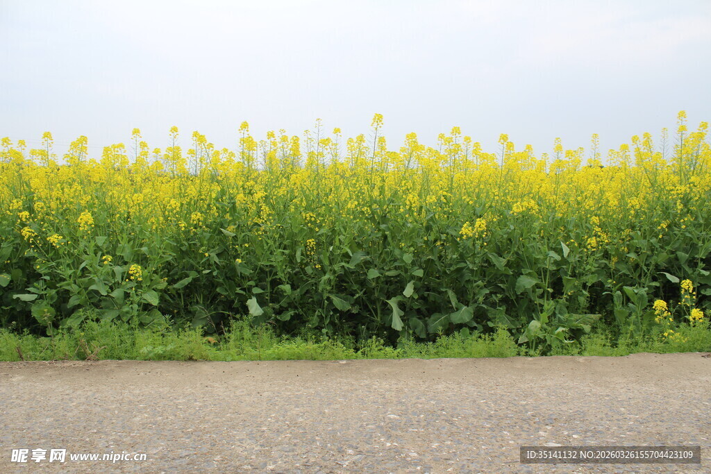 油菜花