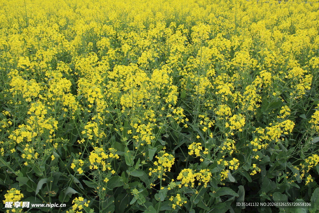油菜花
