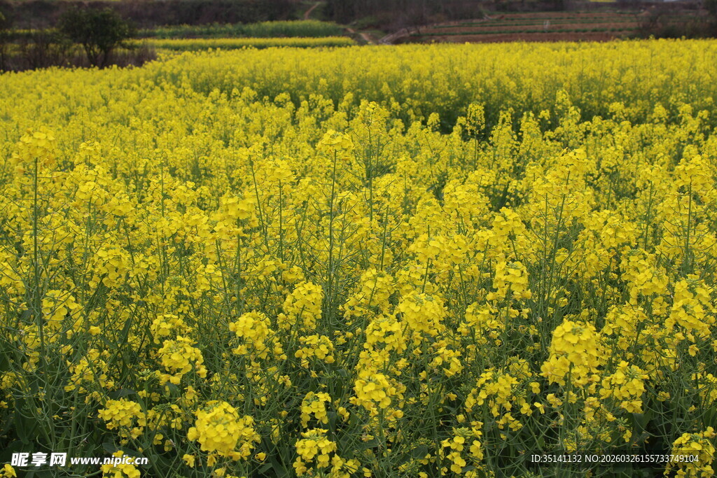油菜花