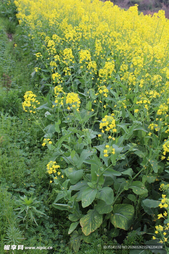 油菜花