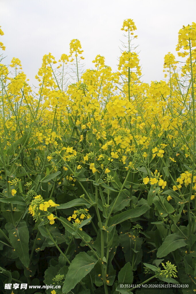 油菜花