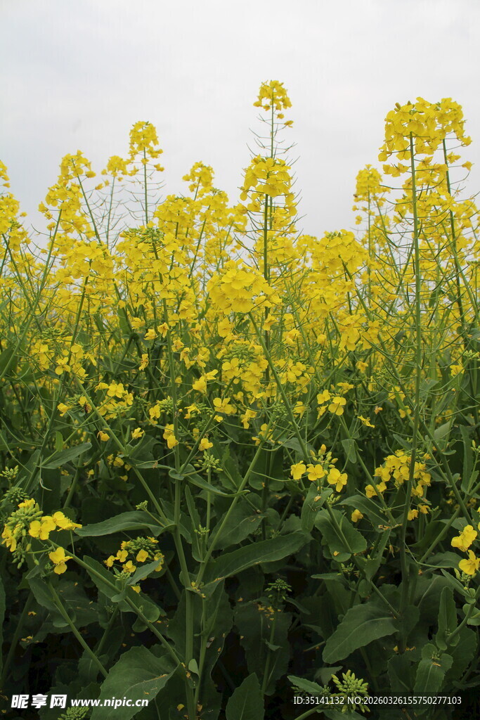 油菜花