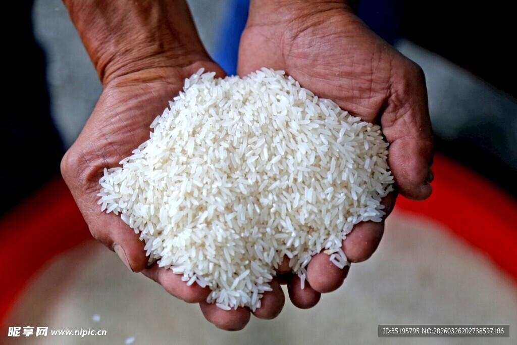 手中捧起的晶莹大米