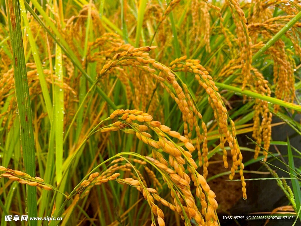 金黄饱满的成熟稻穗
