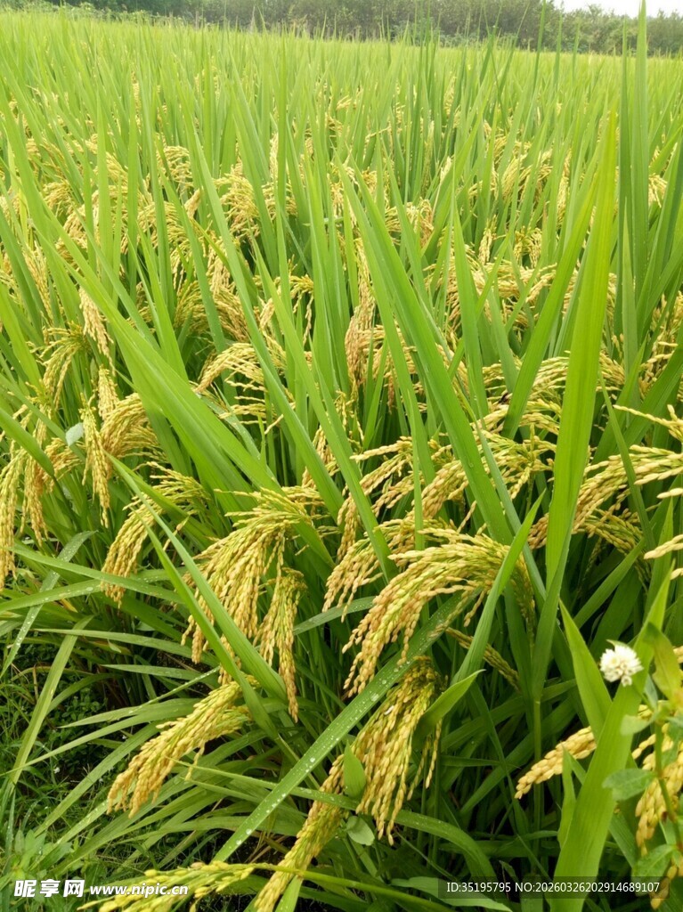 金黄稻田中的饱满稻穗