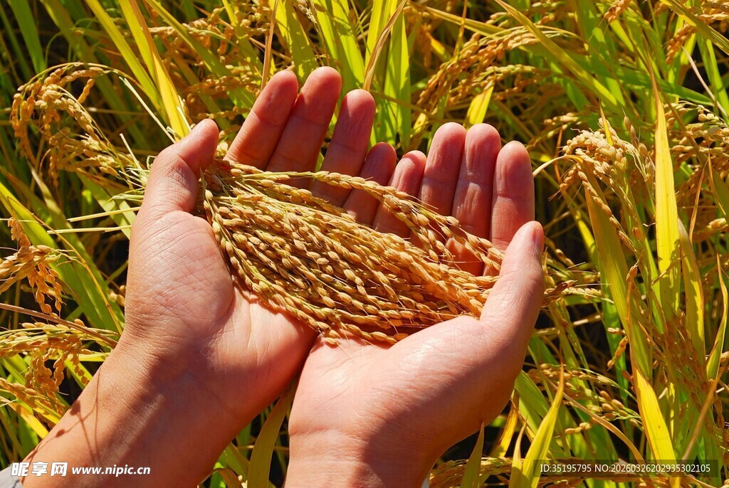 双手捧稻谷丰收之景象