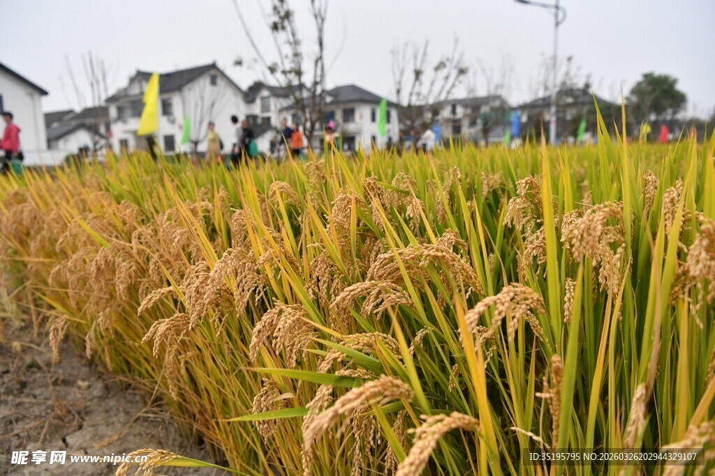 金黄稻田旁的乡村景致