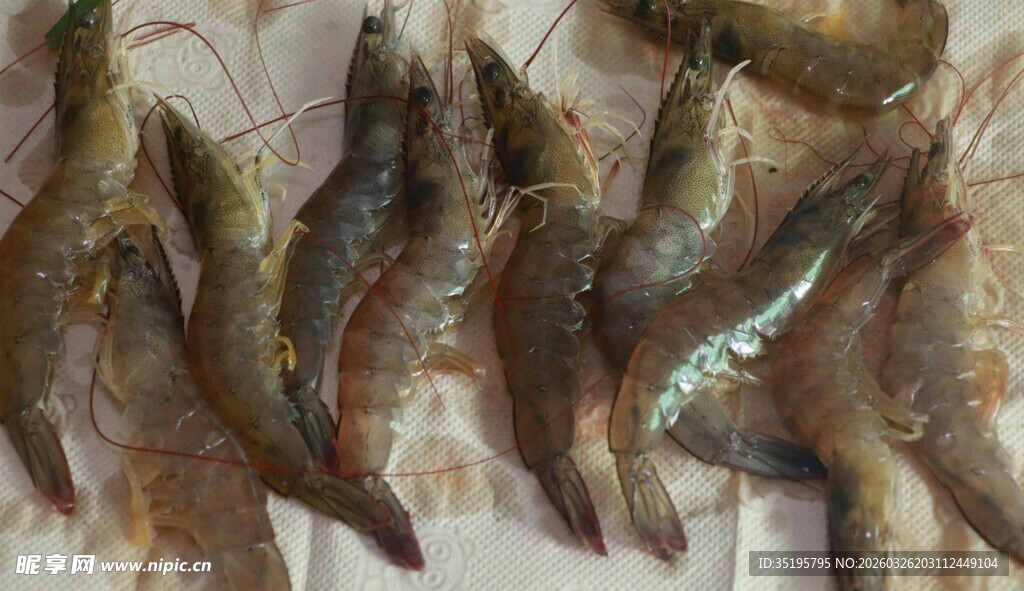 新鲜大虾整齐摆放
