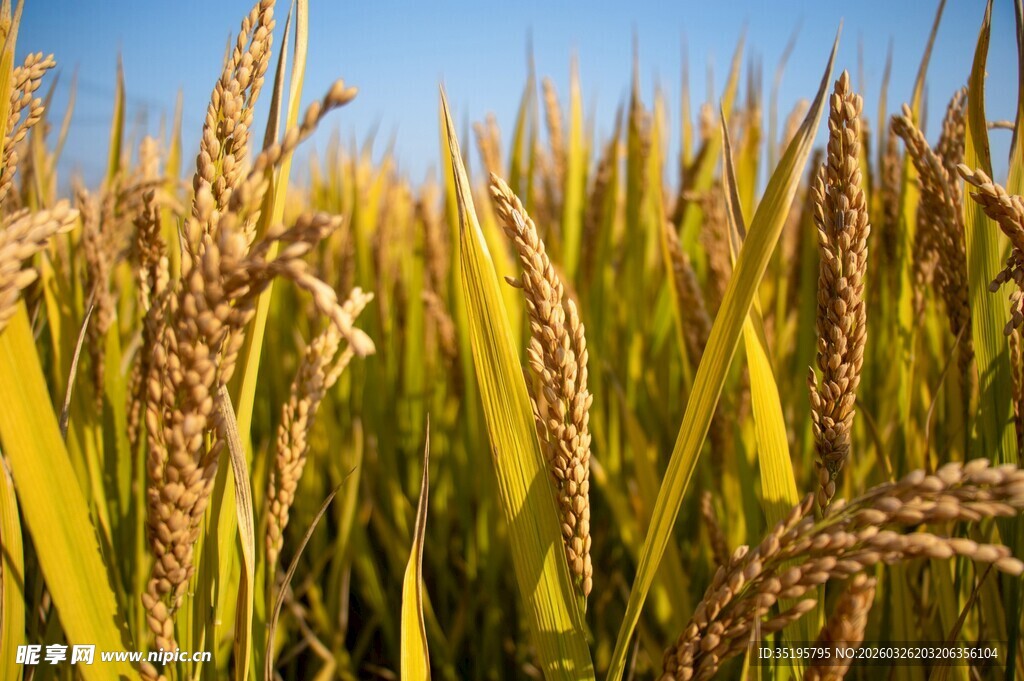 金黄稻田丰收美景