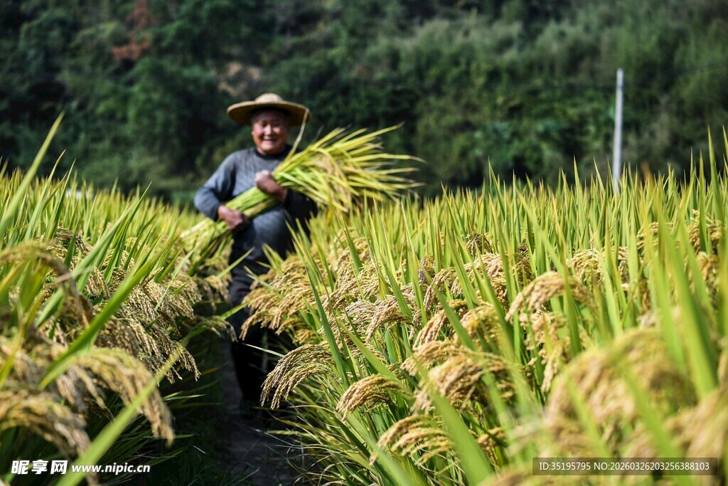 稻田里劳作的农民