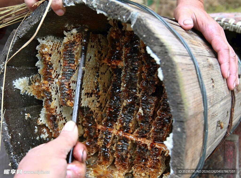 人工割取蜂巢中的蜂蜜
