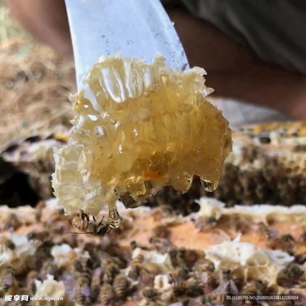 蜂巢中取出的新鲜蜂蜜