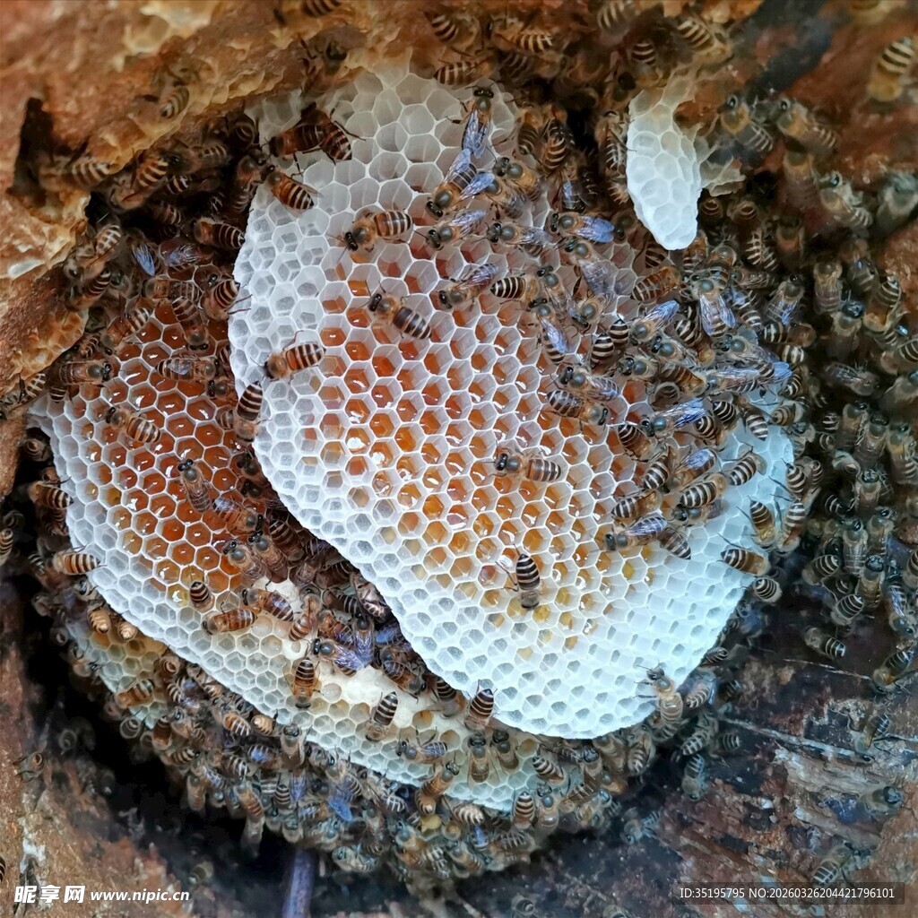 蜂巢中的忙碌蜂群