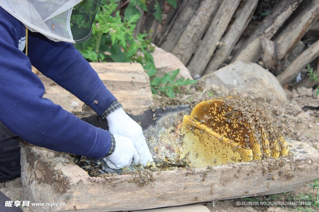 养蜂人检查蜂巢
