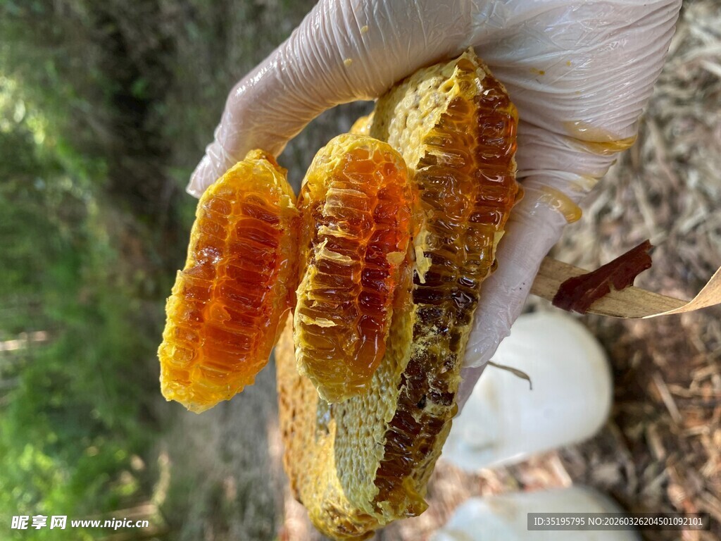 手捧美味蜂巢蜜