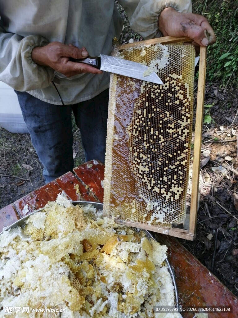 养蜂人展示蜂巢与蜂蜜