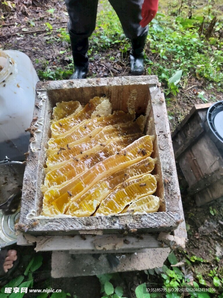 蜂巢展示金黄蜂蜜诱人