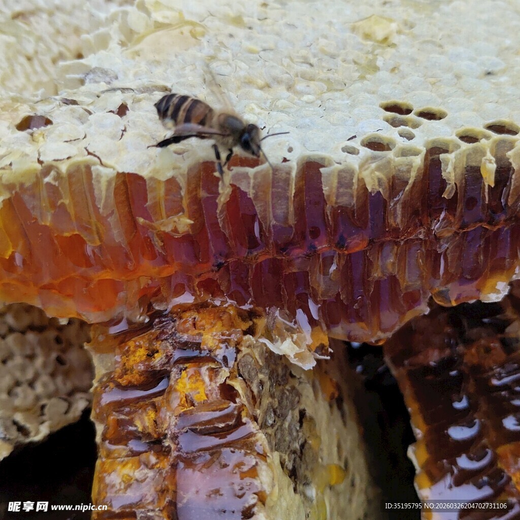 蜂巢上忙碌的蜜蜂
