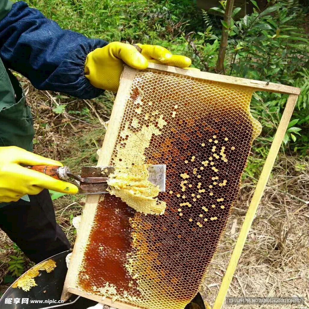 养蜂人手持蜂巢清理蜂蜡