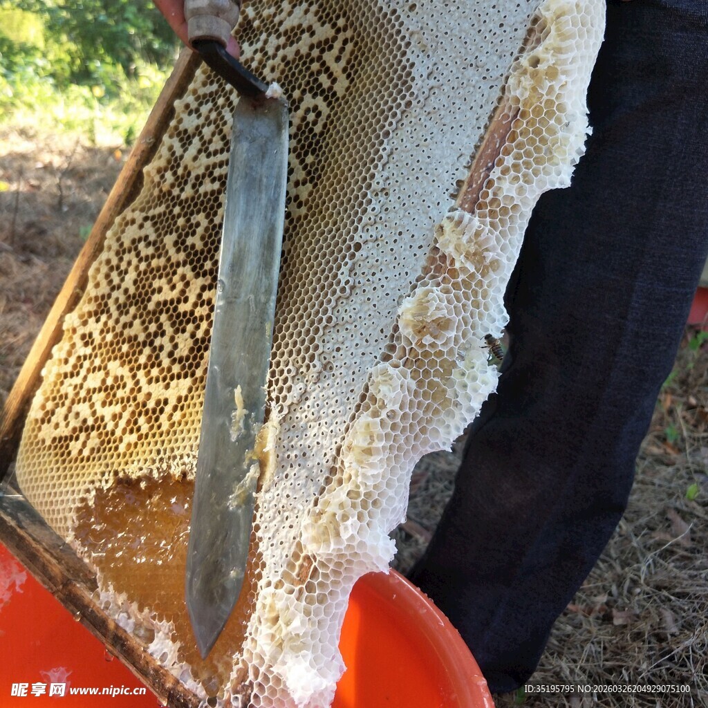 手工割取蜂巢中的新鲜蜂蜜