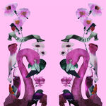 粉色背景双天鹅花卉装饰图