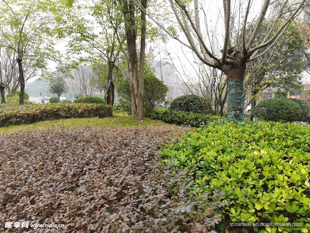 秋日公园落叶与绿植景观