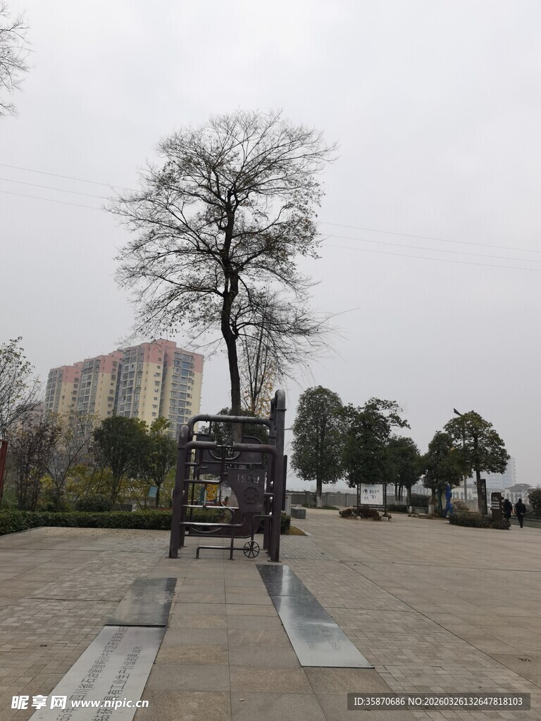 广场孤树与远处高楼景观