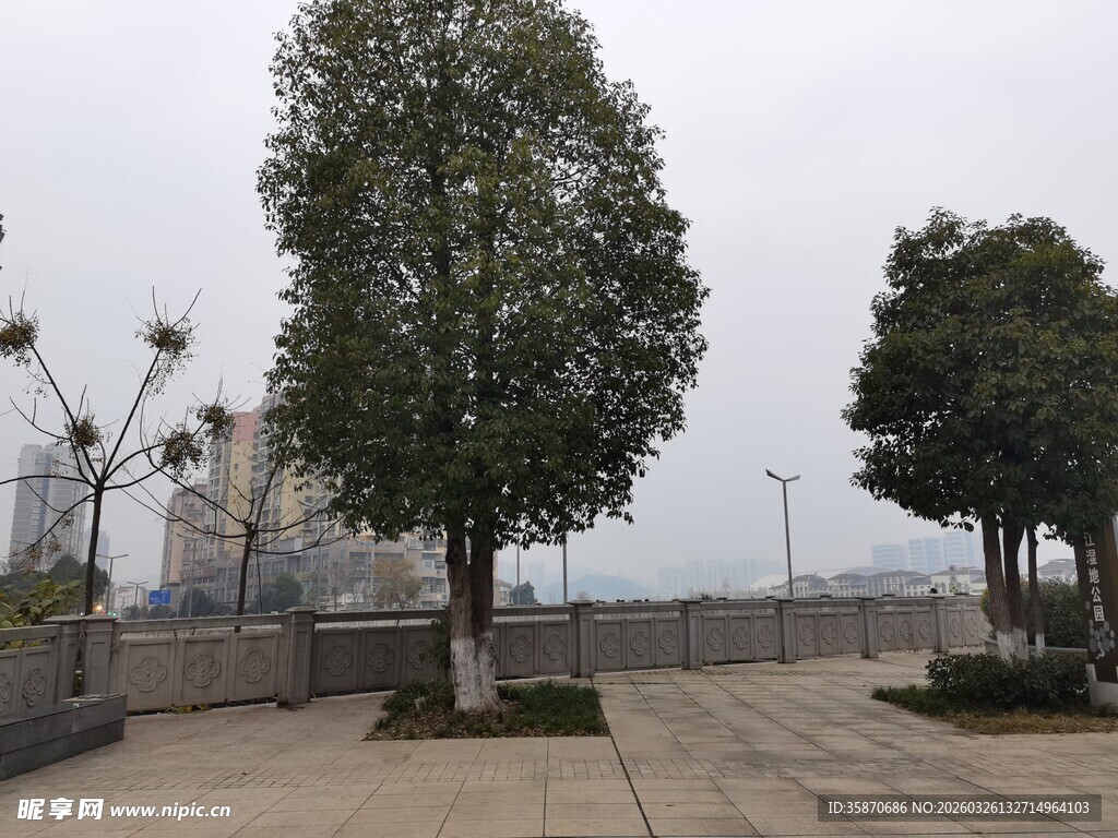 户外广场的几棵挺拔树木