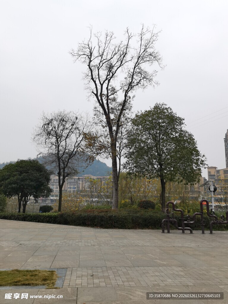 户外空旷处的几棵树木