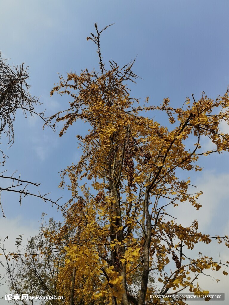 秋日黄叶树