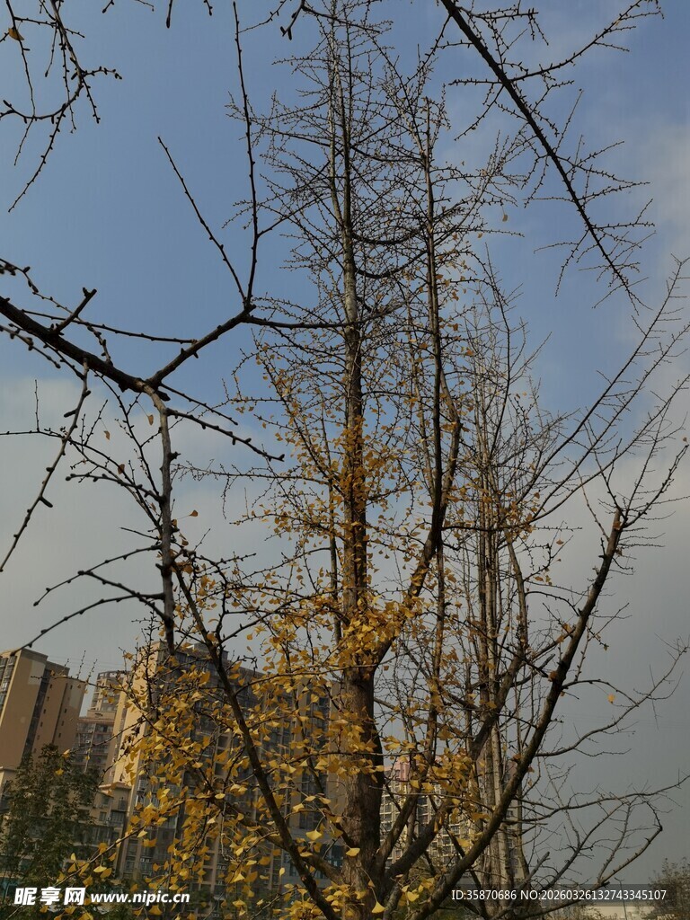 冬日银杏树枝与蓝天