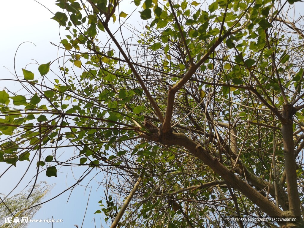 枝头绿叶映蓝天