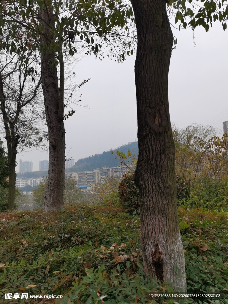 林间景致树木与远山