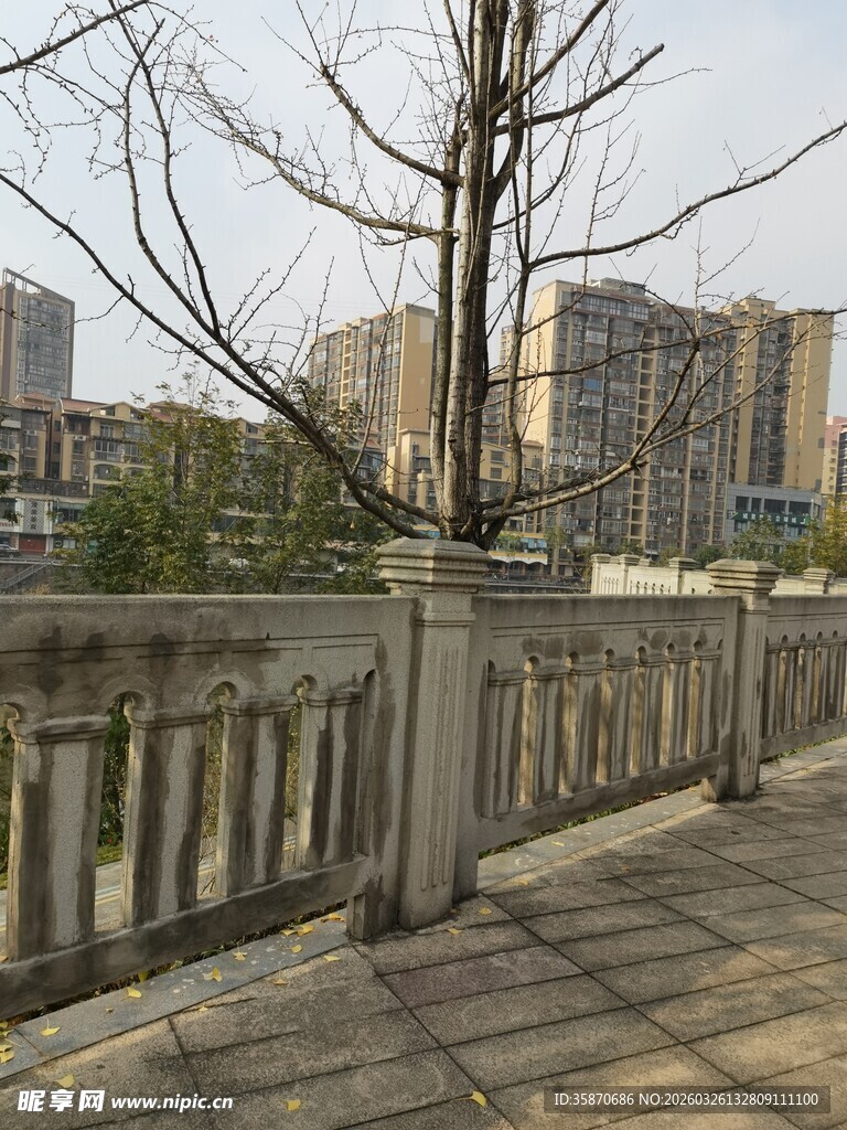 城市河畔的光秃树木与护栏