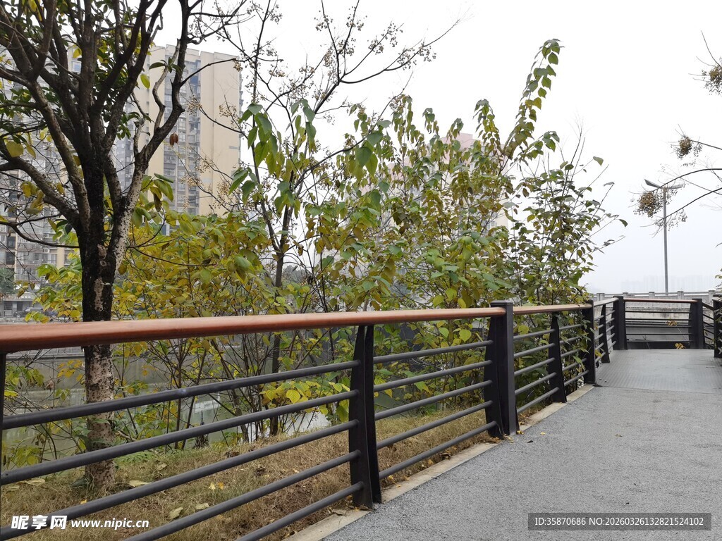 城市林荫步道风光