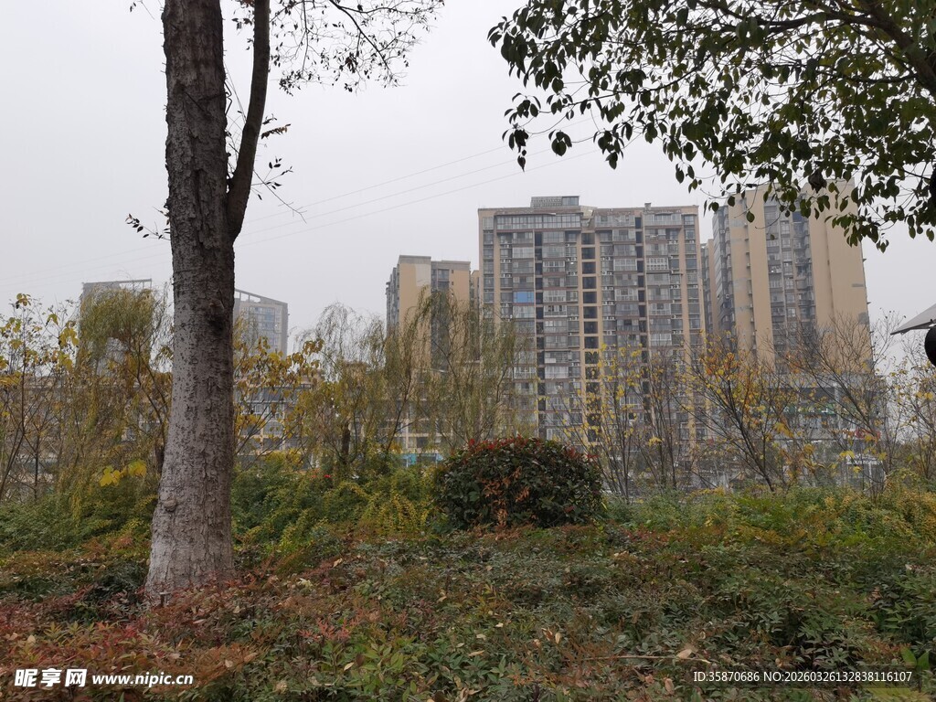 城市中树木与高楼景观