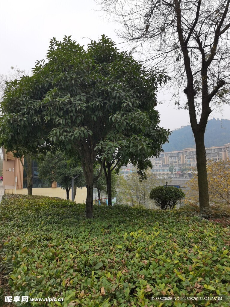 绿意盎然的田园风光