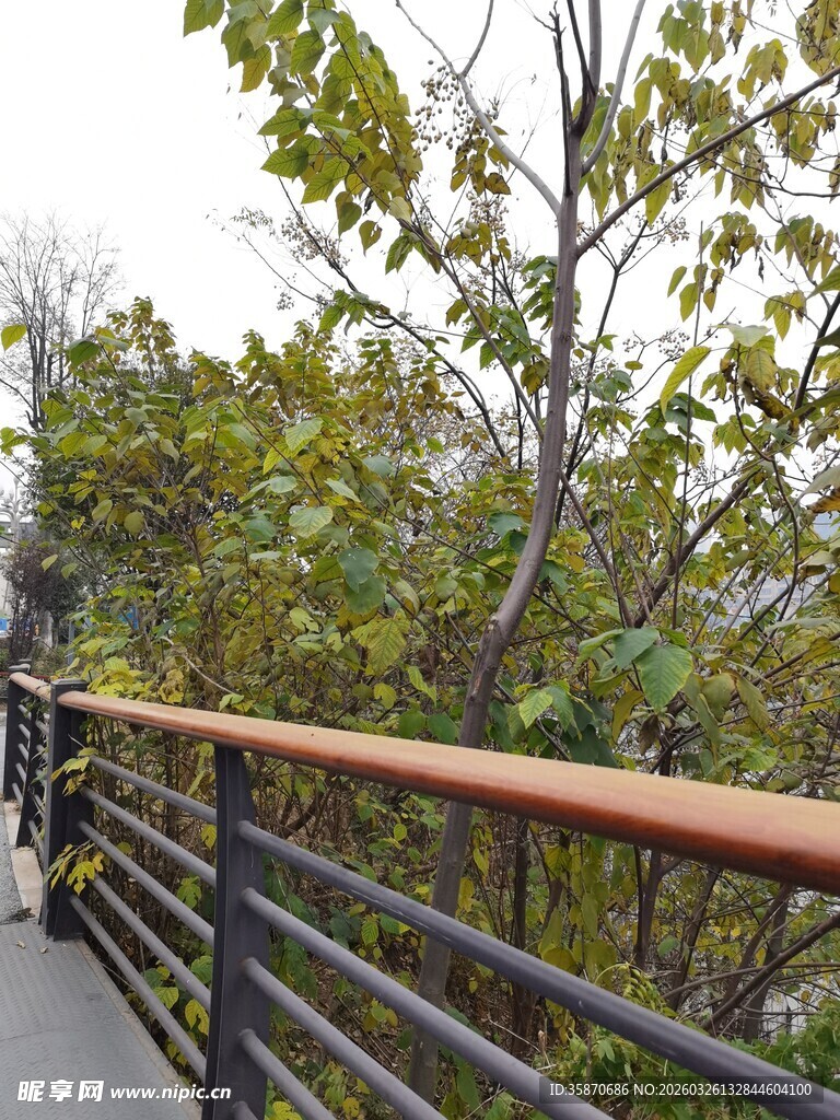 林间栈道旁的繁茂树木