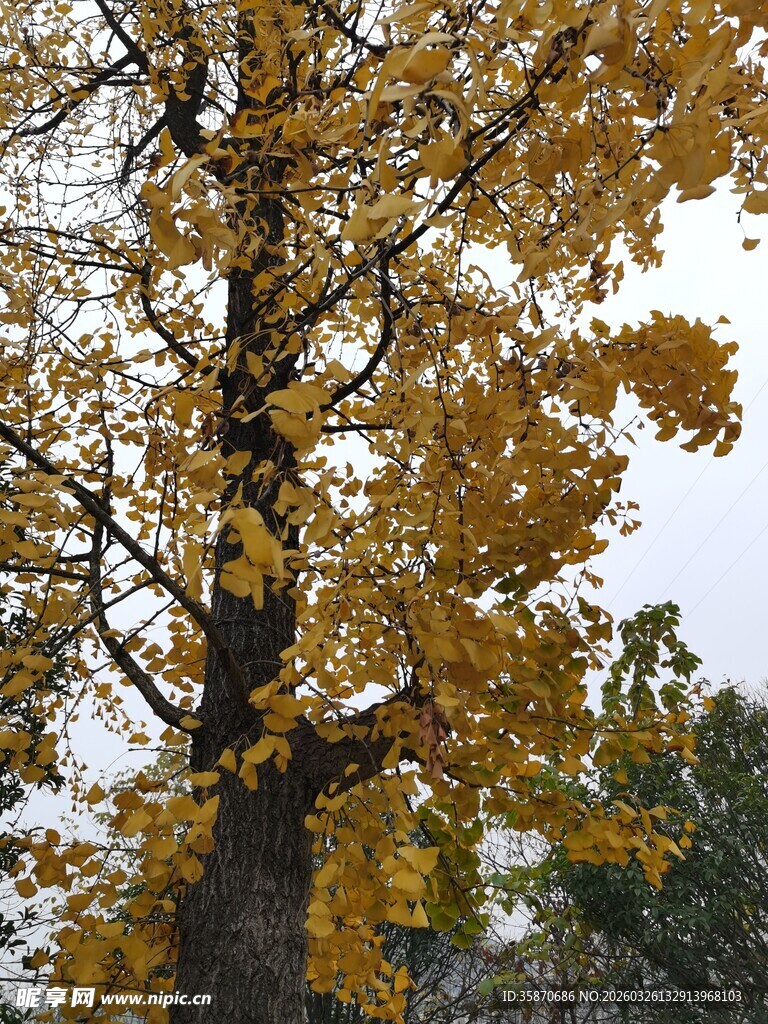 秋日金黄银杏树