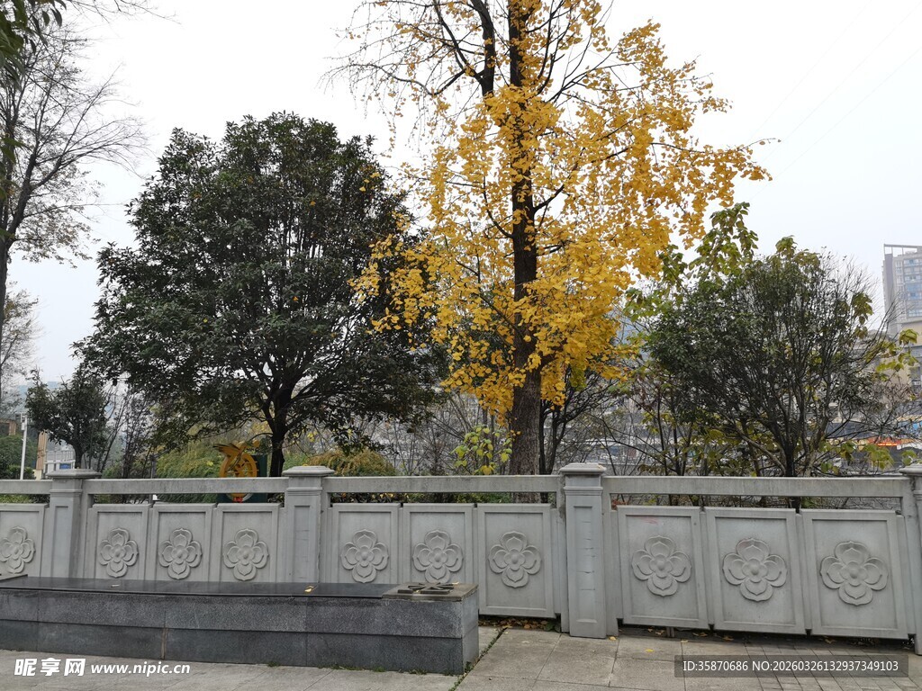 秋日围墙旁的树木景致