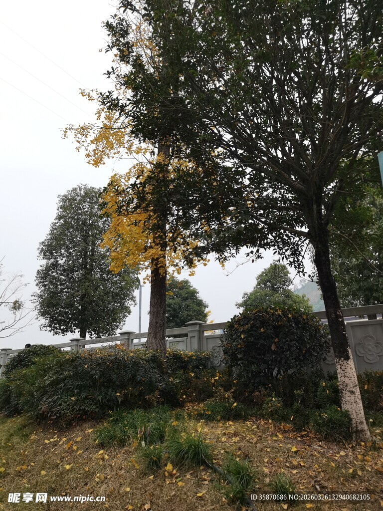 秋日郊野树木景致