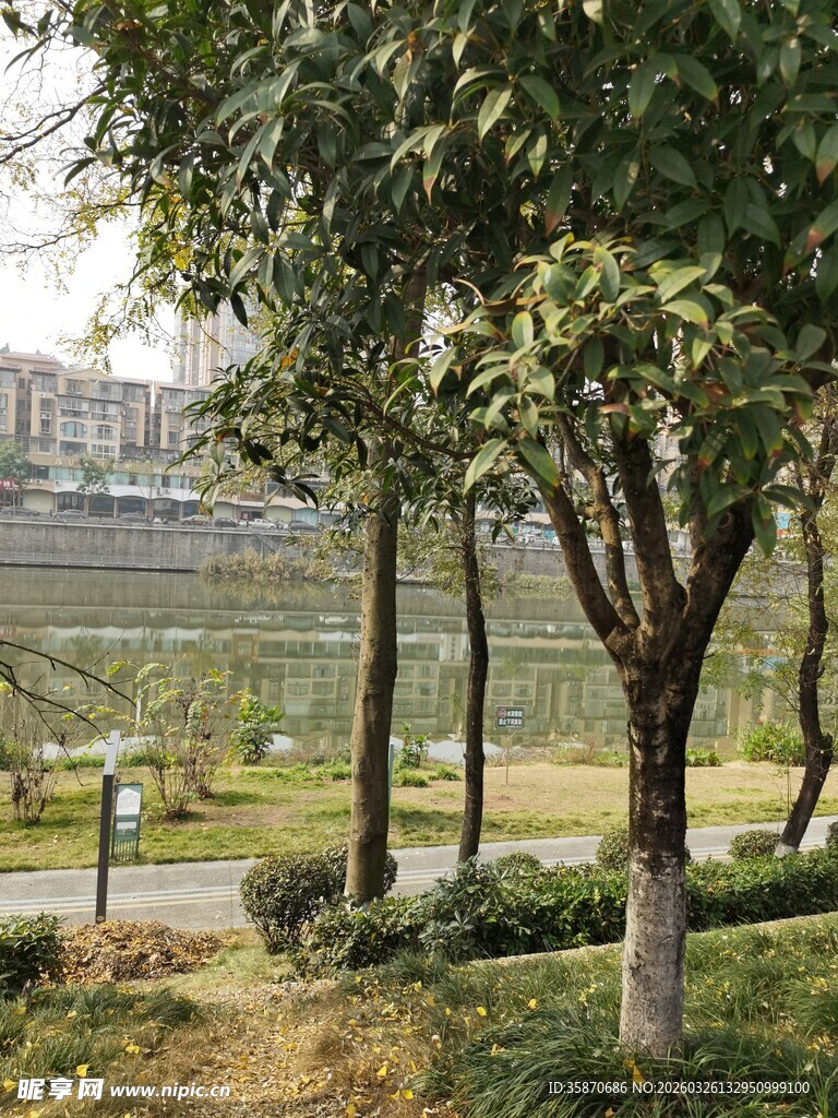 城市公园绿树景观